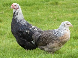 Araucana-saumon-argentee