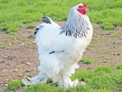 Brahma-blanche-herminee-noire