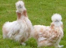 Soie blanche panachée fauve