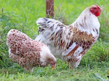 Wyandotte-doree-lisere-blanc