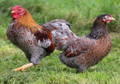 Wyandotte-doree-lisere-bleu