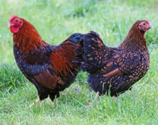 Wyandotte-doree-lisere-noire